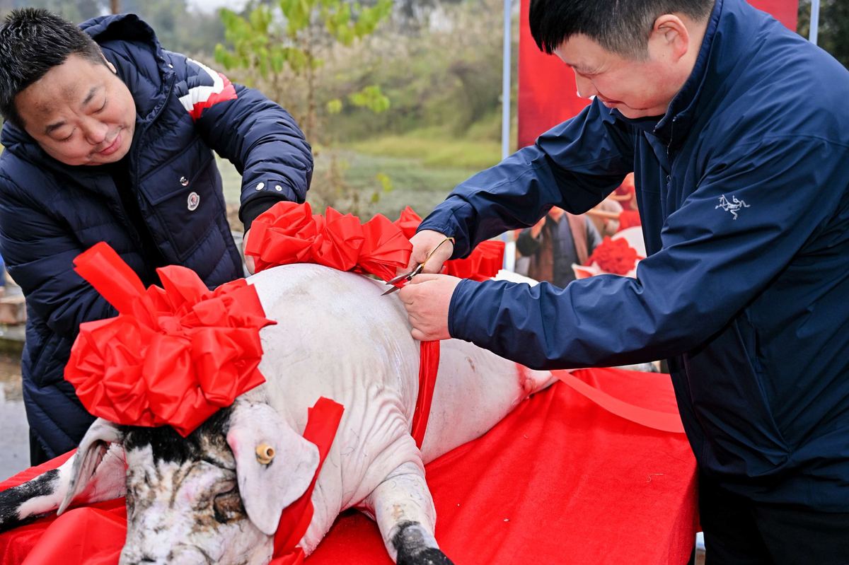 往届实拍:为年猪披红簪花装扮仪式