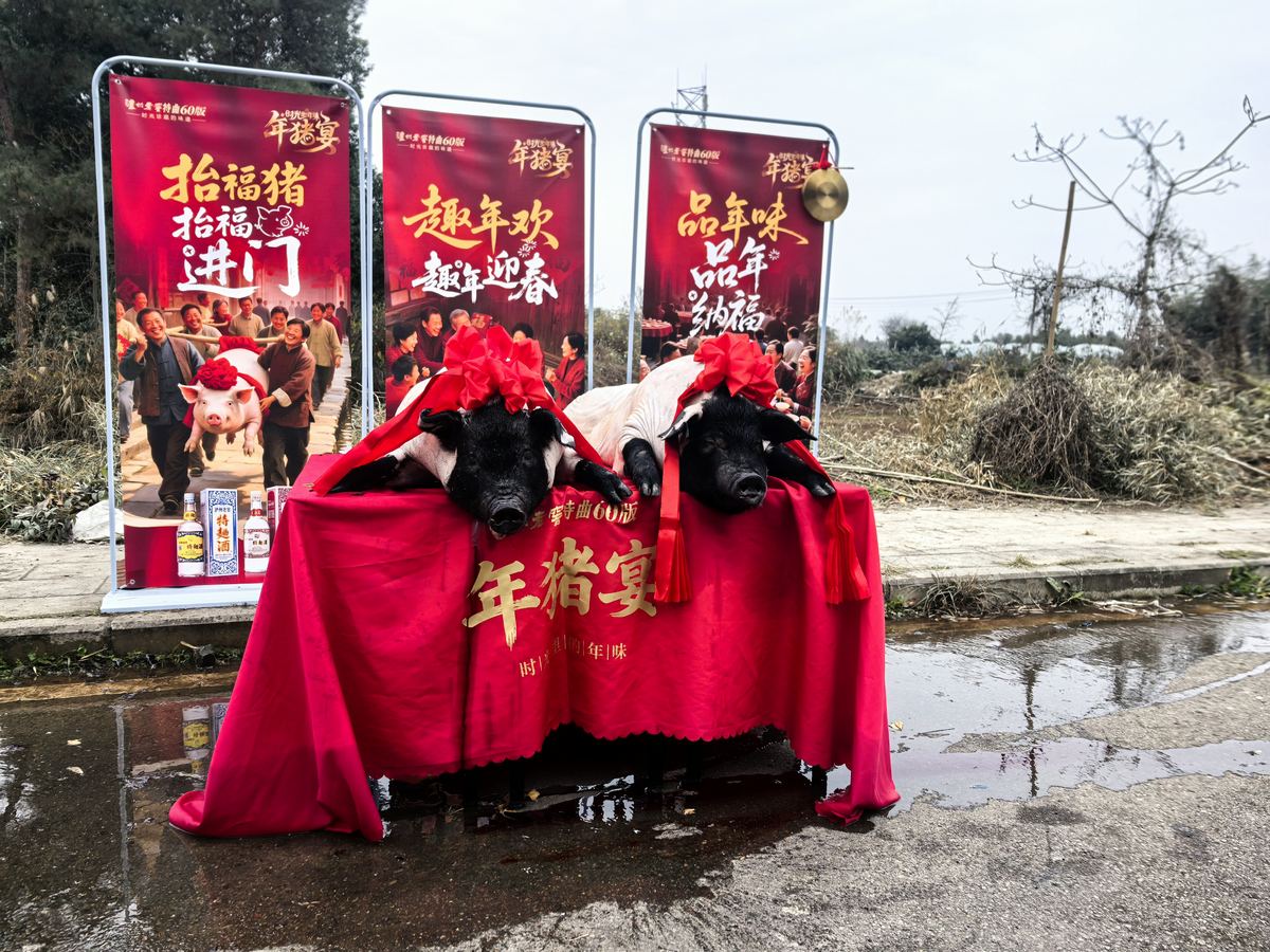 往届实拍:福猪进门仪式展台